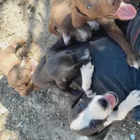 توله سگ شکاری پینتر آلمان|سگ|مینودشت, |دیوار