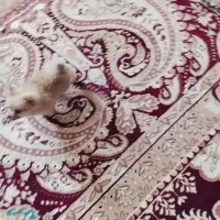 فروش یک سگ پامر خرسی ب فروش میرد|سگ|بم, |دیوار