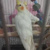 عروس‌هلندی