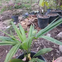 پالم دوساله ریشه‌ پر تعداد حدود ۲۰۰ گلدان|گل و گیاه طبیعی|کلاچای, |دیوار