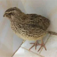 چهار عدد بلدرچین سالم وسلامت فقط آگهی رو بخون|حیوانات مزرعه|تهران, کیانشهر|دیوار