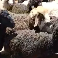 قصاب فروش بره کهره گوسفندزنده برای کشتار وپروار