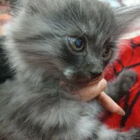 بچه گربه|گربه|زاهدان, |دیوار