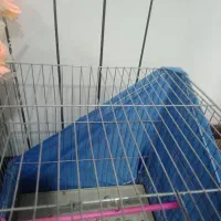 سهره