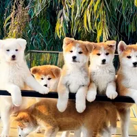 سگ ژاپنی اکیتای سفید|سگ|تهران, آبشار تهران|دیوار
