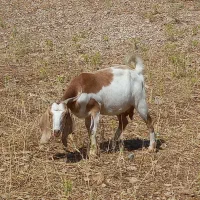بز جوان