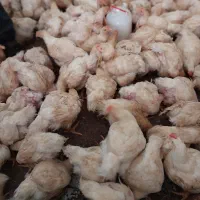 مرغ گوشتی ۴۵ روزه ی زنده ارگانیک