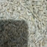 جو از نوع ماهور