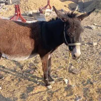 الاق|حیوانات مزرعه|شیراز, کوشک بیدک|دیوار