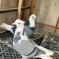 کفتر پرشی نامبروان|پرنده|تهران, مسعودیه|دیوار