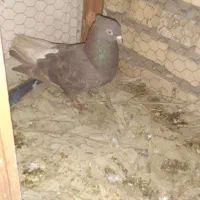 دم سفیدماده باکاغذی زردنر|پرنده|باوی, |دیوار