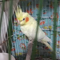 عروس هلندی نر