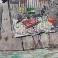 سهره|پرنده|مراغه, |دیوار