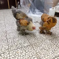 برهما|حیوانات مزرعه|رشت, پل تالشان|دیوار