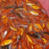 ماهی قرمز به شرط میدم ازدربندتا کف دست گلی کوی گلی