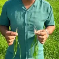 افزایش تناژ برداشت گندم