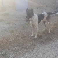 سگ ماده گله ای|سگ|هفدر, |دیوار