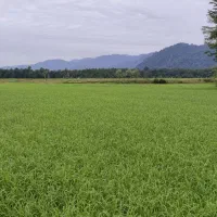 ۴۲۰۰ متر زمین مزروعی بر اتوبان کاشته شده