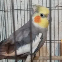 عروس هلندی نر وماده|پرنده|شیراز, گلکوب|دیوار