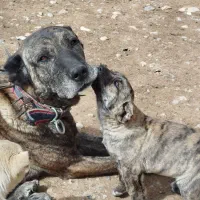 سگ سرابی گله ای به شرط