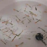 ماهی گوپی باآکواریوم