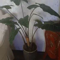 دوتا درخچه باقیمتای متفاوت