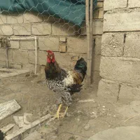 خروس بالغ