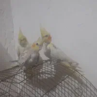 عروس هلندی دوتا نرالبینو ویک ماده آهوی|پرنده|خرمشهر, |دیوار