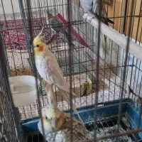عروس هلندی سالم|پرنده|گلپایگان, |دیوار