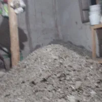 کود کبوتر وحشی