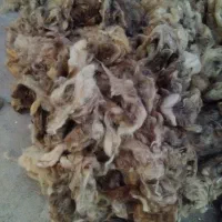 پشم گوسفندی تمیز وعالی