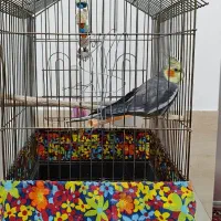 عروس هلندی نر|پرنده|قره ضیاالدین, |دیوار