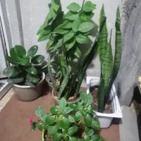 گل طبیعی|گل و گیاه طبیعی|یاسوج, |دیوار