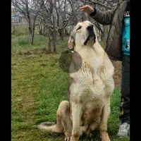 توله های ماده قصاب موجود هست