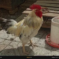 خروس سالم