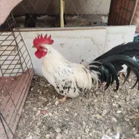 تخم نطفه دار مرغ جاپنیز|حیوانات مزرعه|قم, حاج زینل|دیوار