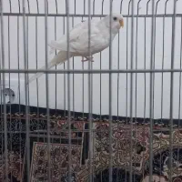 مرغ عشق هلندی سفید ماده