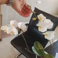 گل ارکیده دو شاخه