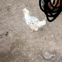 گلین فول کیفیت