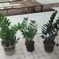 گل زاموفیلیا سبز