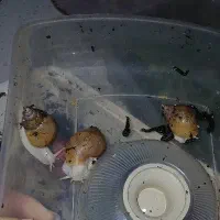 جوانسازی پوست معاوضه هم می‌شود با وسیله