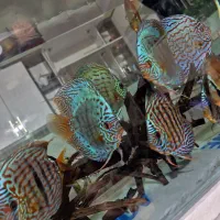 ماهی دیسکس|ماهی|کرمان, |دیوار