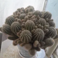 کاکتوس کمیاب|گل و گیاه طبیعی|بروجرد, |دیوار