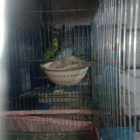 قناری مولد به شرط|پرنده|هشتگرد, شهرک راه آهن|دیوار