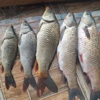 فروش ماهی آمور و کپور وحشی ارگانیک