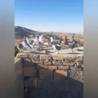 کفتر بوم|پرنده|سبزوار, پیام|دیوار