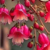 فروشنده خانم با سابقه پوشاک