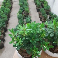 بونسای میخک هندی|گل و گیاه طبیعی|اصفهان, بهارستان (مخابرات)|دیوار