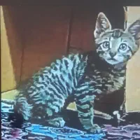واگذاری گربه نژادdshطرح بنگال|گربه|قم, بکایی|دیوار