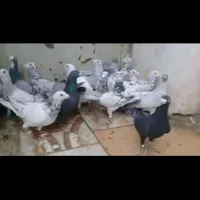 کبوتر رنگی ۳۰عددنروماده گنجه بوری|پرنده|تهران, ارم|دیوار
